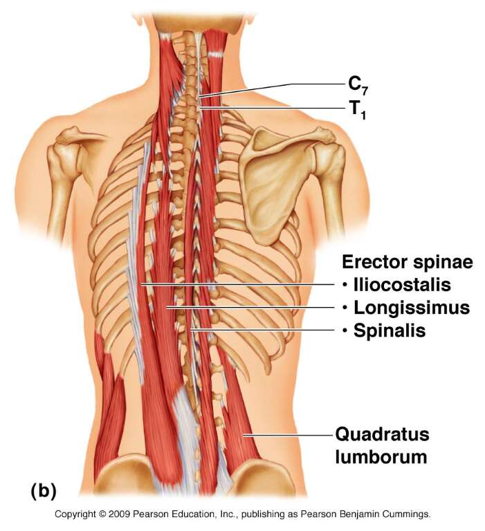 שריר ה Quadratus lumborum - אביגיל פורת - דרך גוף