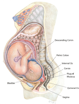 הגוף בזמן ההיריון - ד"ר דקלה אורן - דרך גוף